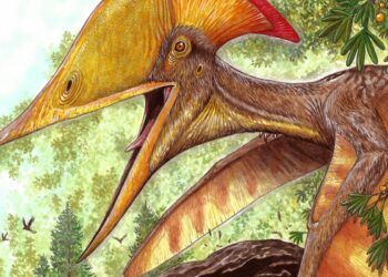pesquisadores-brasileiros-e-chineses-anunciam-especie-de-pterossauro