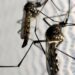 brasil-e-pais-com-mais-casos-de-dengue-no-mundo,-alerta-oms