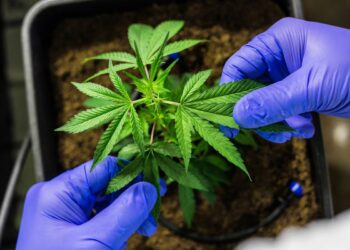 juiz-autoriza-farmacia-de-manipulacao-a-fabricar-produtos-de-cannabis