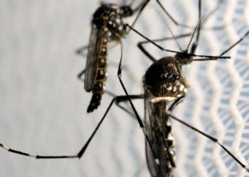 brasil-e-pais-com-mais-casos-de-dengue-no-mundo,-alerta-oms