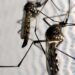 el-nino-e-altas-temperaturas-favorecem-aumento-de-casos-de-dengue