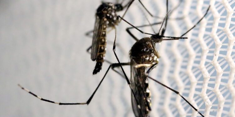 novos-casos-de-dengue-levam-distrito-federal-a-decretar-emergencia