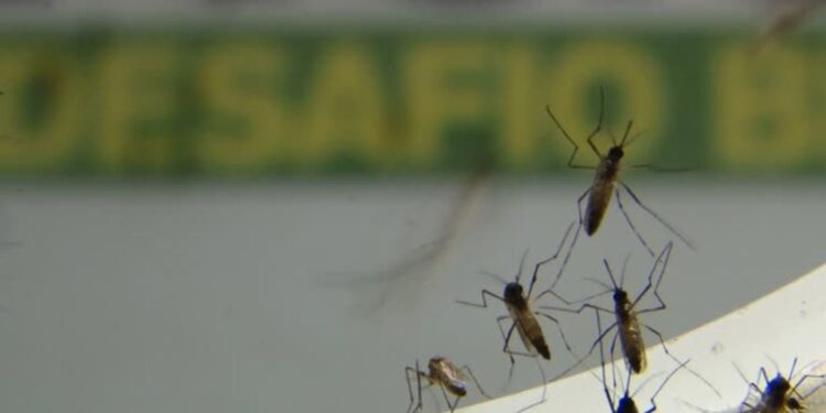 com-epidemia,-rio-tem-recorde-de-internacoes-por-dengue-em-janeiro