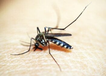 cidade-do-rio-entra-em-situacao-de-emergencia-devido-a-casos-de-dengue