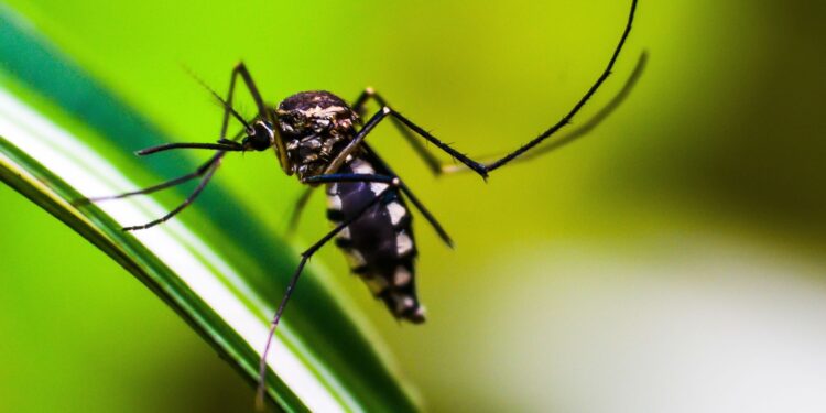bairros-de-sp-ultrapassam-300-casos-de-dengue-por-100-mil-habitantes