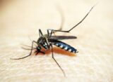 estado-do-rio-tem-810-casos-de-dengue-nas-primeiras-semanas-do-ano