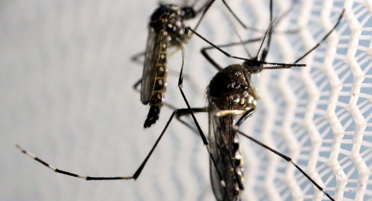 obitos-por-dengue-chegam-a-14-em-sao-paulo-e-a-21-no-brasil-em-2025