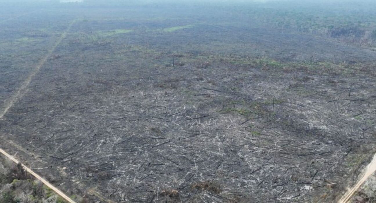 apenas-5%-dos-casos-de-desmatamento-na-amazonia-geraram-indenizacoes