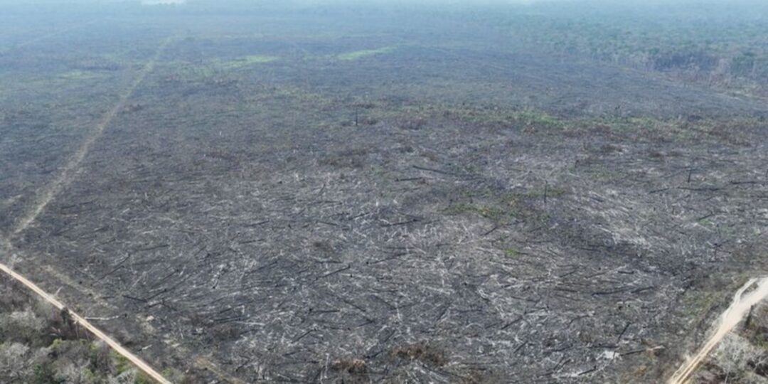 apenas-5%-dos-casos-de-desmatamento-na-amazonia-geraram-indenizacoes