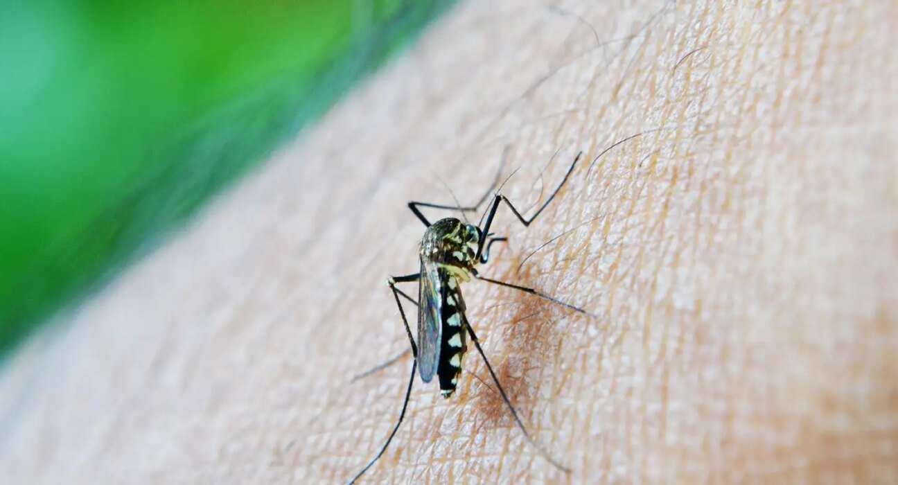 dengue-e-febre-amarela-tem-aumento-de-casos-e-obitos-em-sao-paulo