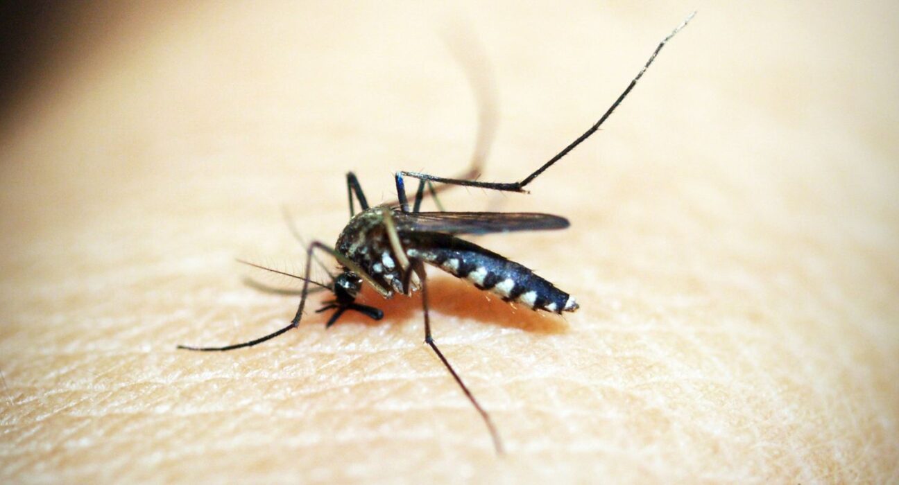 opas-emite-alerta-para-risco-de-surtos-de-dengue-3-nas-americas