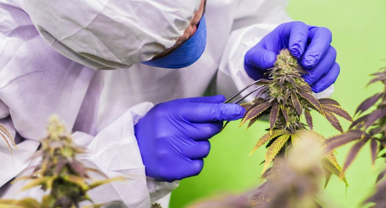stj-nega-mais-prazo-para-regulamentar-cannabis-para-fins-medicinais
