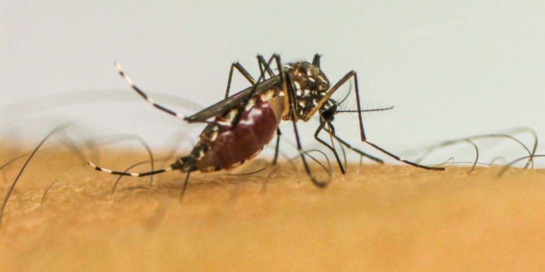 dengue:-sao-jose-do-rio-preto-tera-ajuda-do-ministerio-da-saude