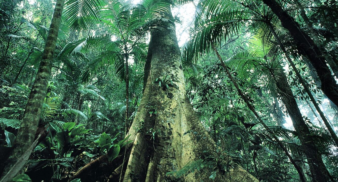 justica-prolonga-uso-da-forca-nacional-em-acoes-de-protecao-ambiental