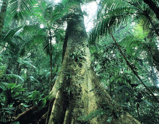 justica-prolonga-uso-da-forca-nacional-em-acoes-de-protecao-ambiental