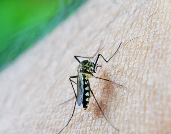 dengue-e-febre-amarela-tem-aumento-de-casos-e-obitos-em-sao-paulo