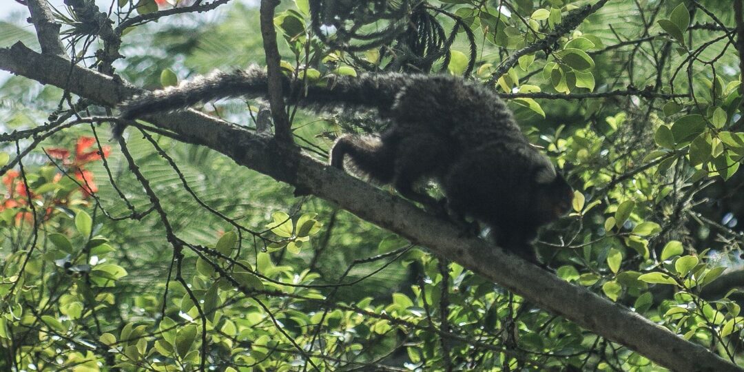 terapia-adaptada-diminui-mortes-por-febre-amarela-em-84%