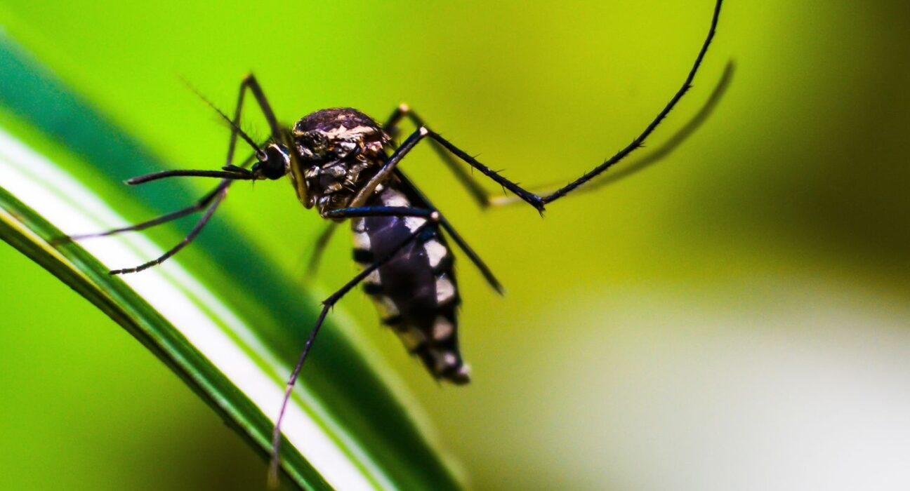ministerio-da-saude-quer-incorporar-vacina-contra-chikungunya-ao-sus