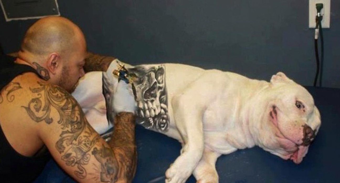 governo-sanciona-lei-que-proibe-tatuagens e-piercings em-caes e-gatos