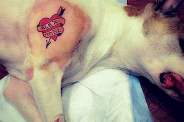 Dep. Edmir Chedid/ALESP Brasília (DF), 17/06/2025 - Proibição de tatuagem em pets avança na Comissão de Meio Ambiente Fonte: Dep. Edmir Chedid/ALESP
