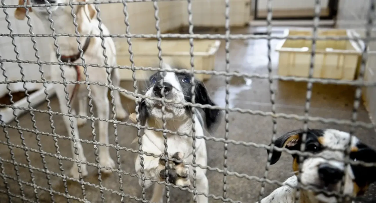 projeto-aprovado-na-camara-proibe-uso-de-animais-em-testes-cosmeticos