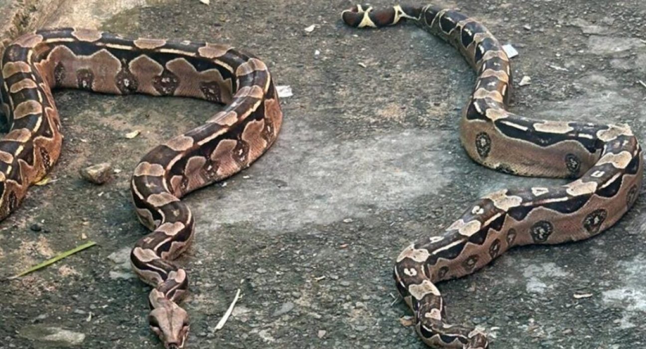 policia-militar-resgata-duas-serpentes-em-capelinha-de-sao-caetano