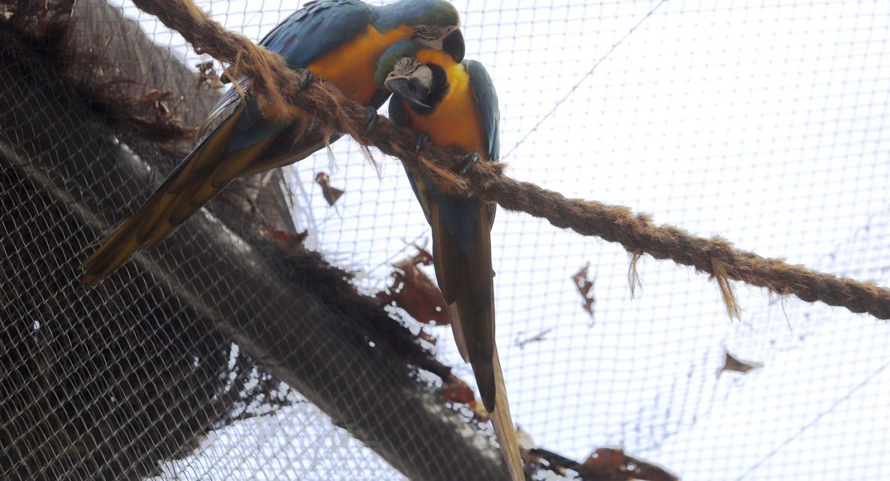 morte-de-mais-quatro-aves-fecha-ao-publico-zoologico-do-rio