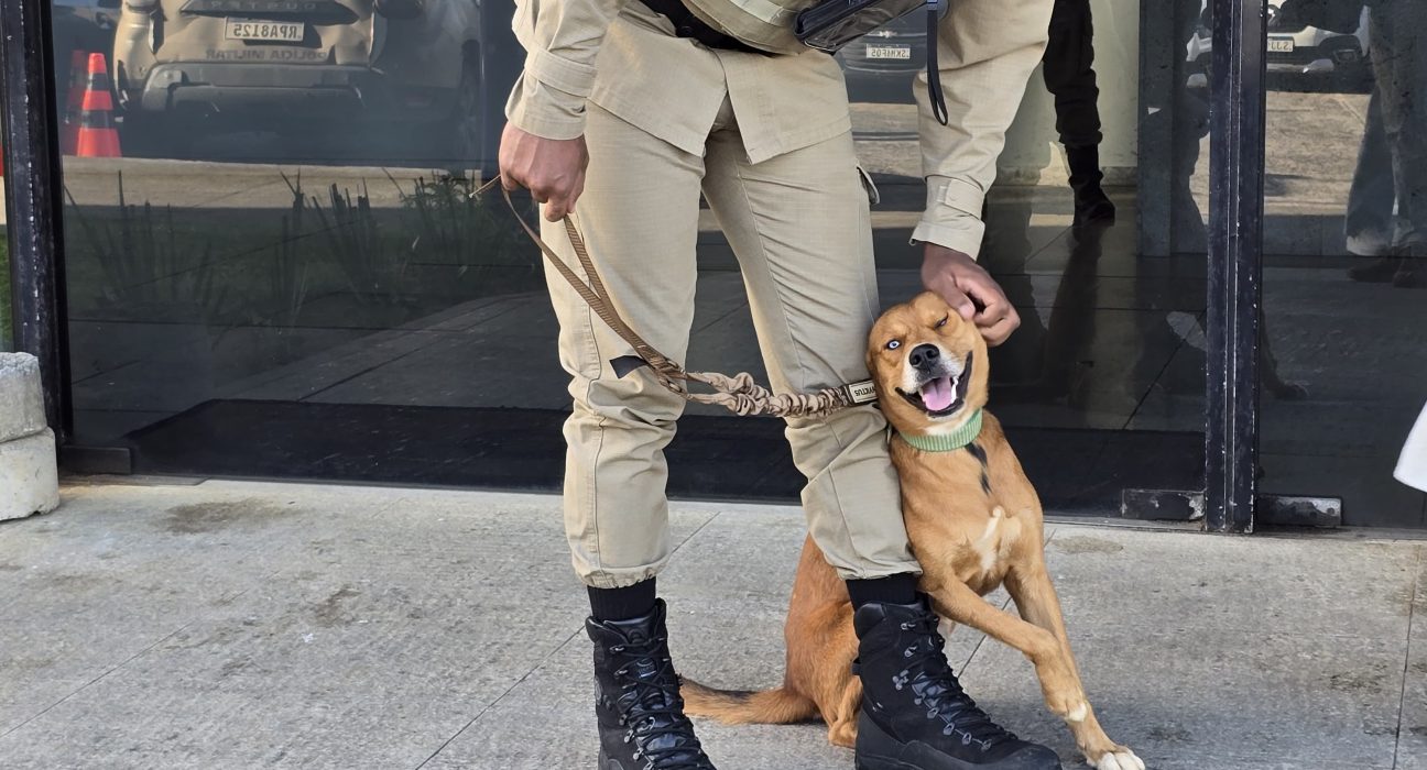 cao-encontrado-no-centro-de-operacoes-e-inteligencia-e-devolvido-ao-dono