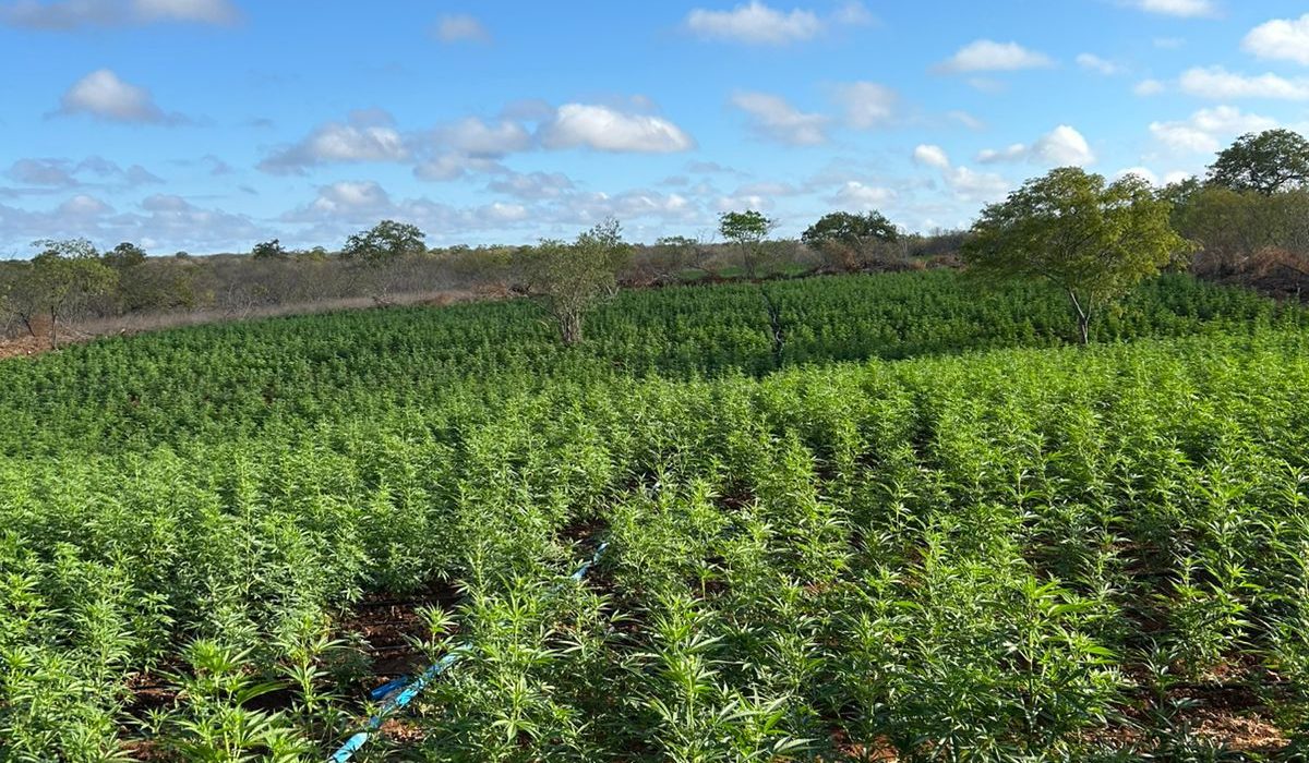 forcas-estadual-e-federal-localizam-200-mil-pes-de-maconha