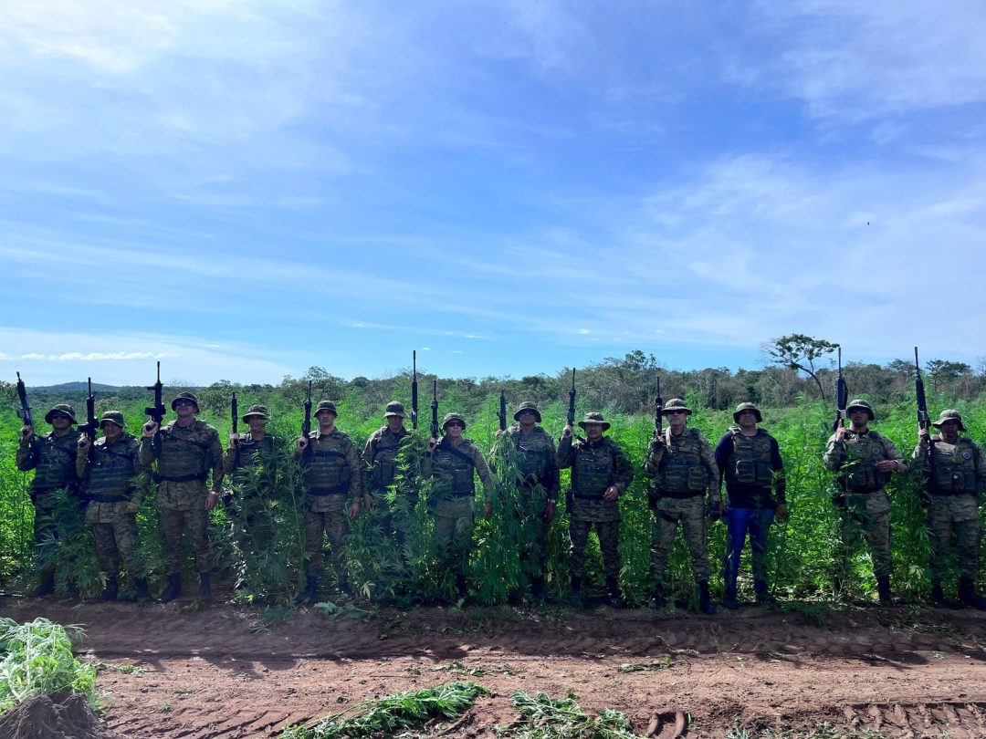 Policiais estão em frente a plantação