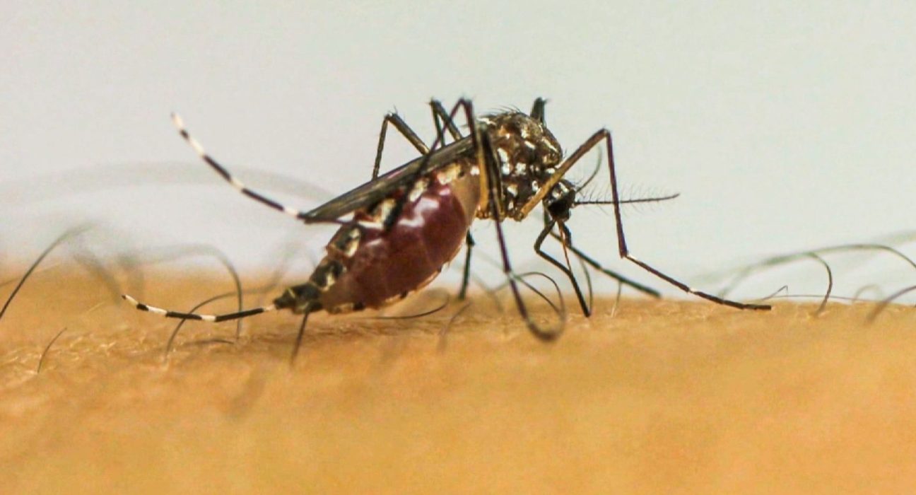 virus-da-chikungunya-afeta-criancas-e-adolescentes-e-deixa-sequelas