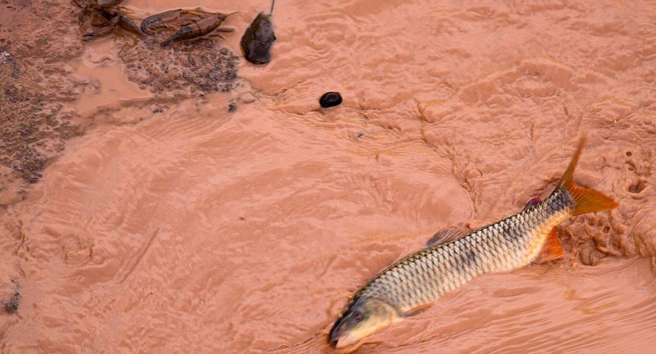 samarco-e-vale-sao-multadas-em-mais-de-r$-1,8-bilhao