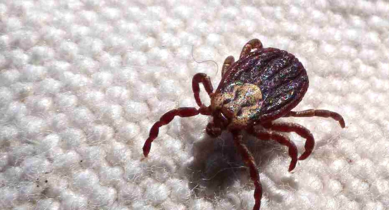 febre-maculosa-causa-mais-duas-mortes-no-interior-de-sao-paulo