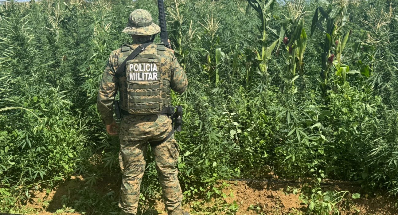 mais-de-200-mil-pes-de-maconha-sao-erradicados-pela-pm-em-barro-alto