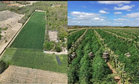 Mais de 200 mil pés de maconha são erradicados pela PM em Barro Alto
