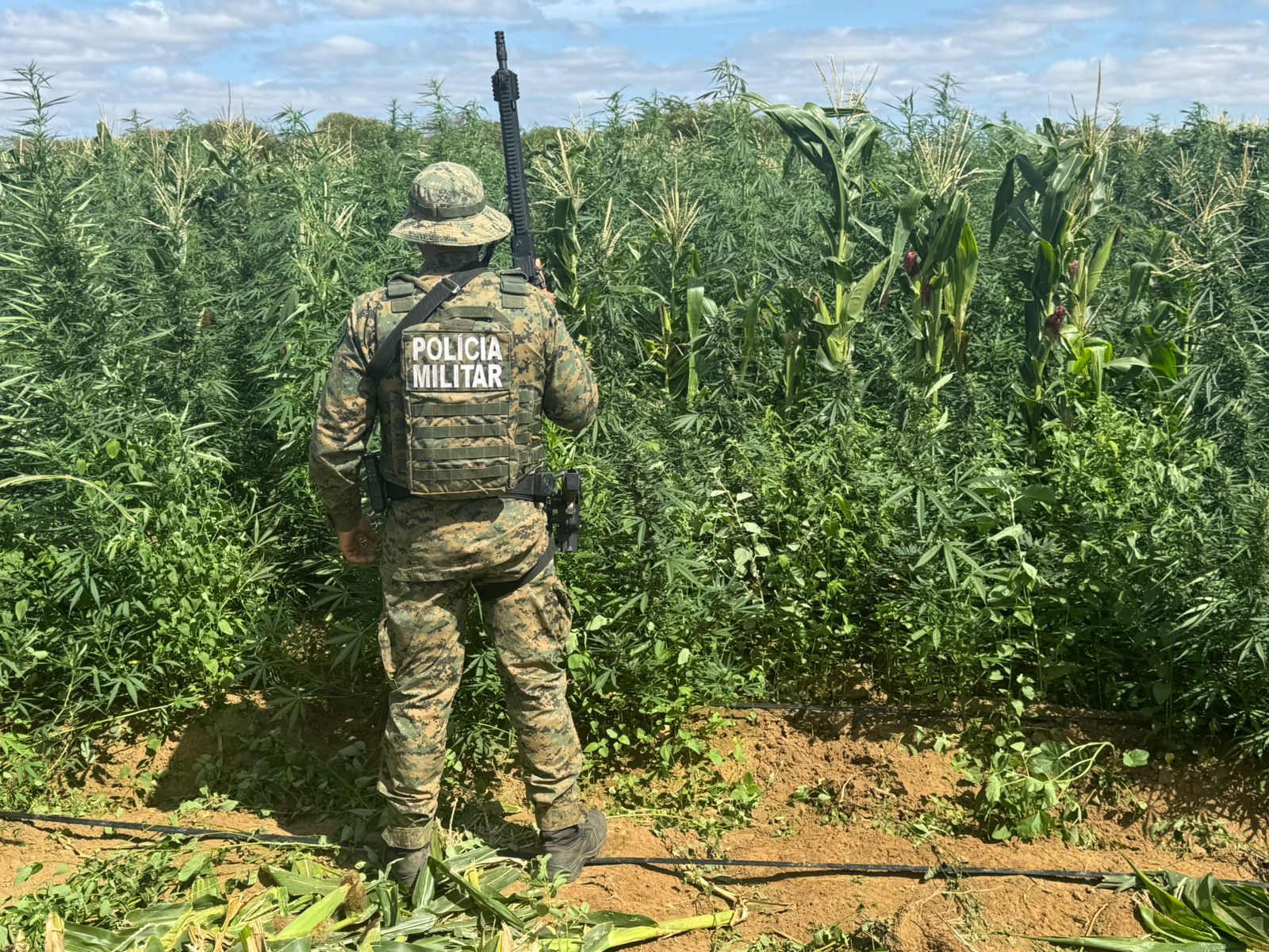 Mais de 200 mil pés de maconha são erradicados pela PM em Barro Alto