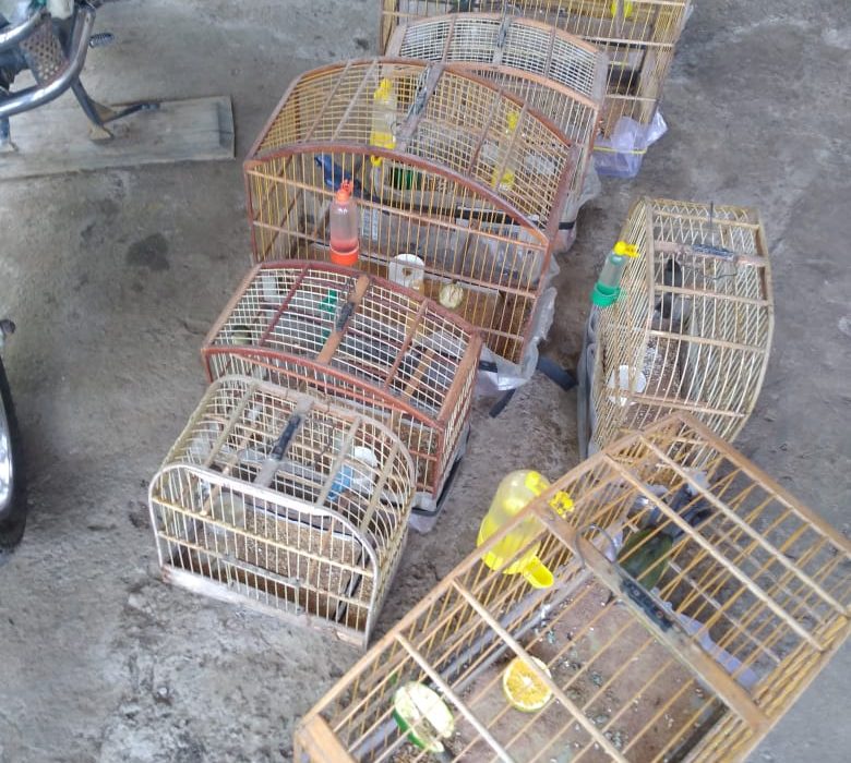 policia-civil-autua-dupla-por-crime-ambiental-e-apreende-aves-em-planalto