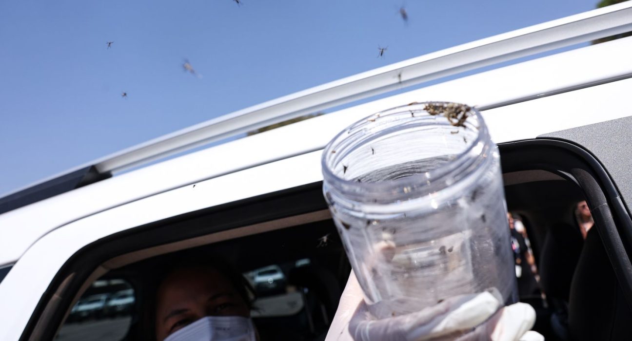 saude-libera-mosquitos-estereis-para-frear-reproducao-do-aedes