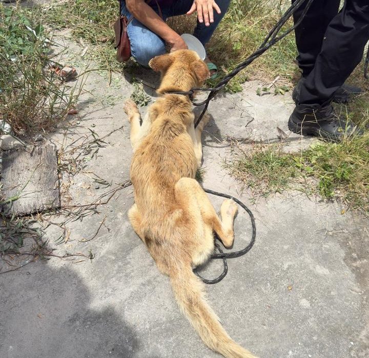 mulher-e-presa-em-flagrante-por-maus-tratos-a-animal-durante-operacao-da-policia-civil-em-feira-de-santana