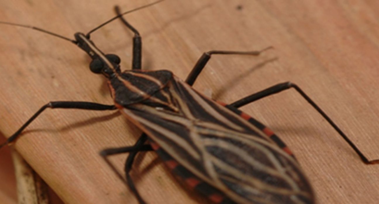 ananindeua,-no-para,-tem-surto-de-casos-da-doenca-de-chagas