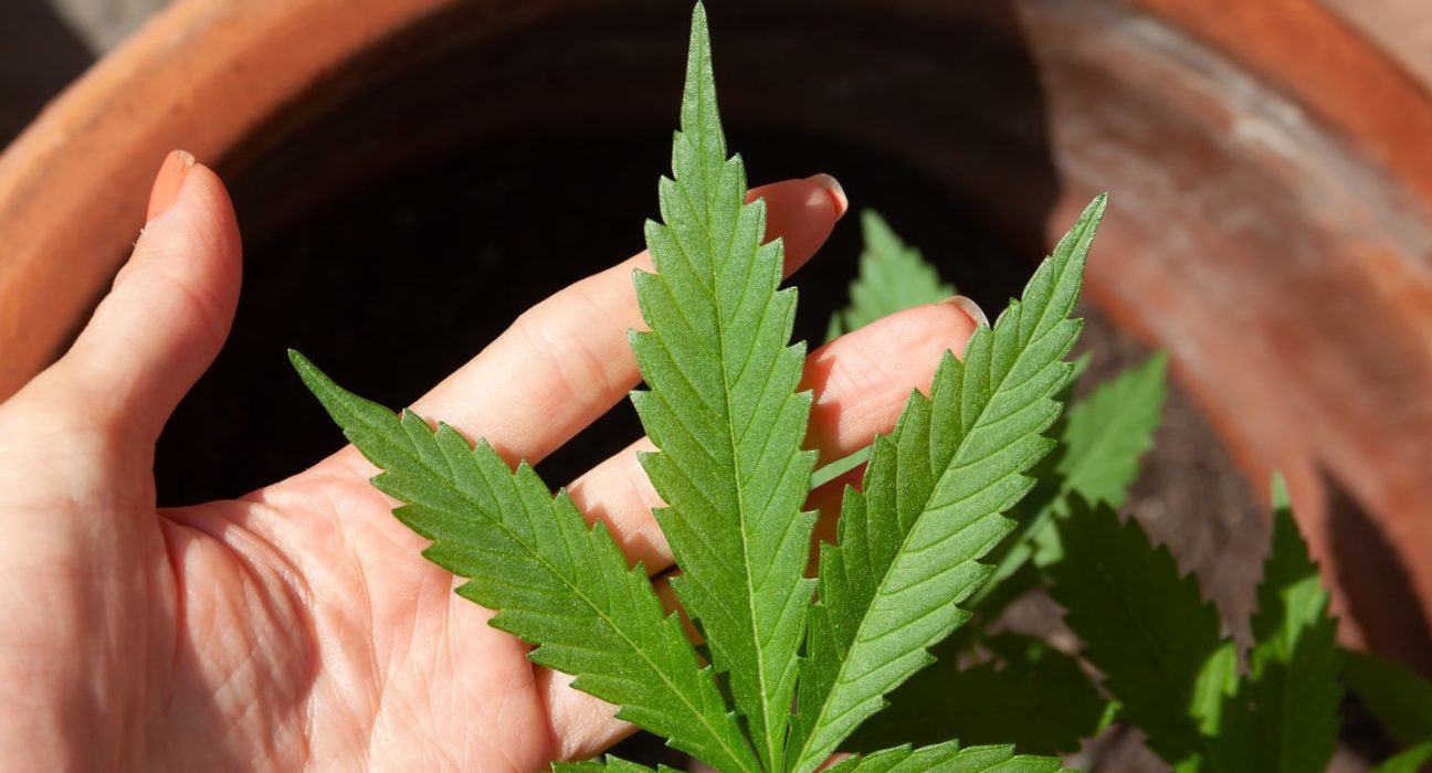 anvisa-discute-nesta-quarta-regras-para-a-producao-de-cannabis-no-pais
