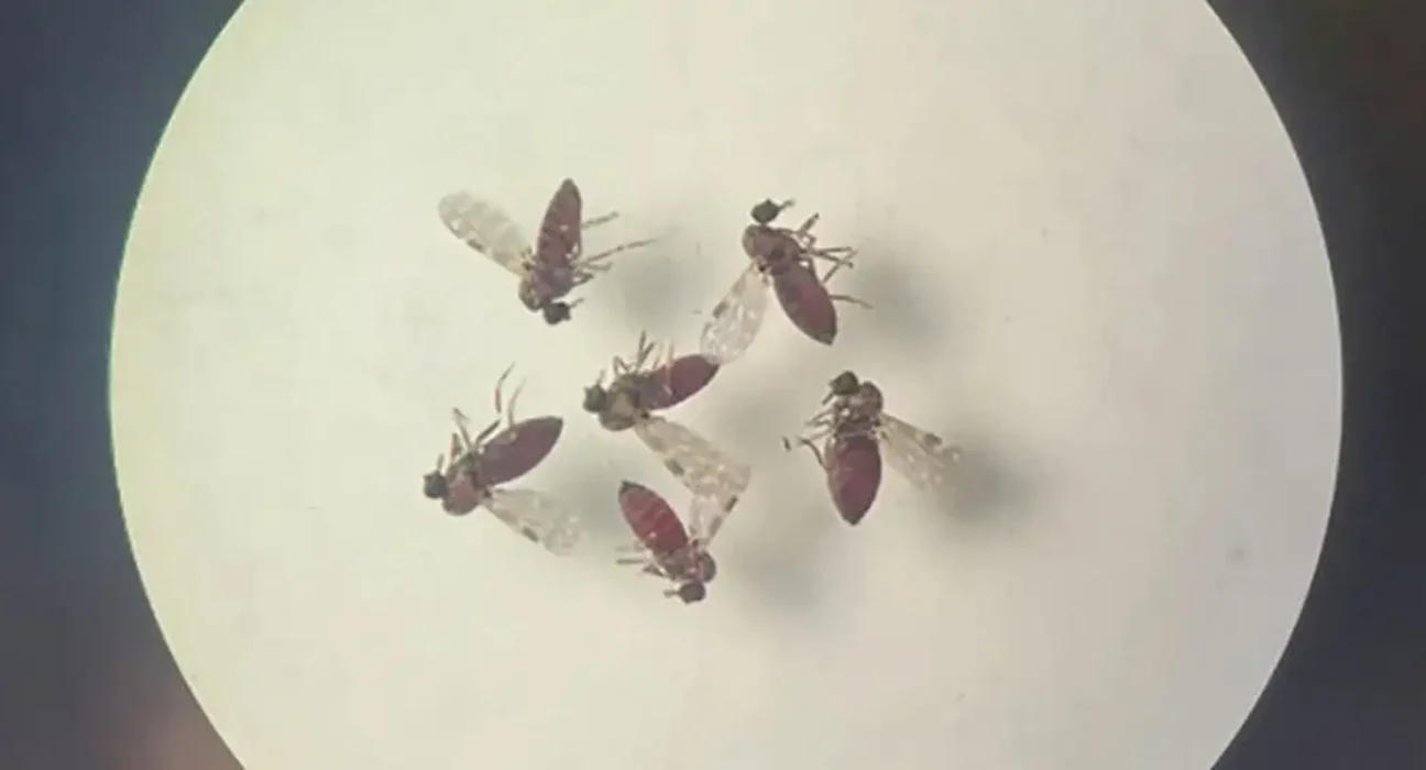 estudo-explica-diferenca-de-sintomas-entre-febre-do-oropouche-e-dengue