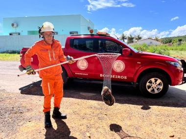 tamandua-mirim-e-resgatado-por-bombeiros-em-povoado-de-barreiras