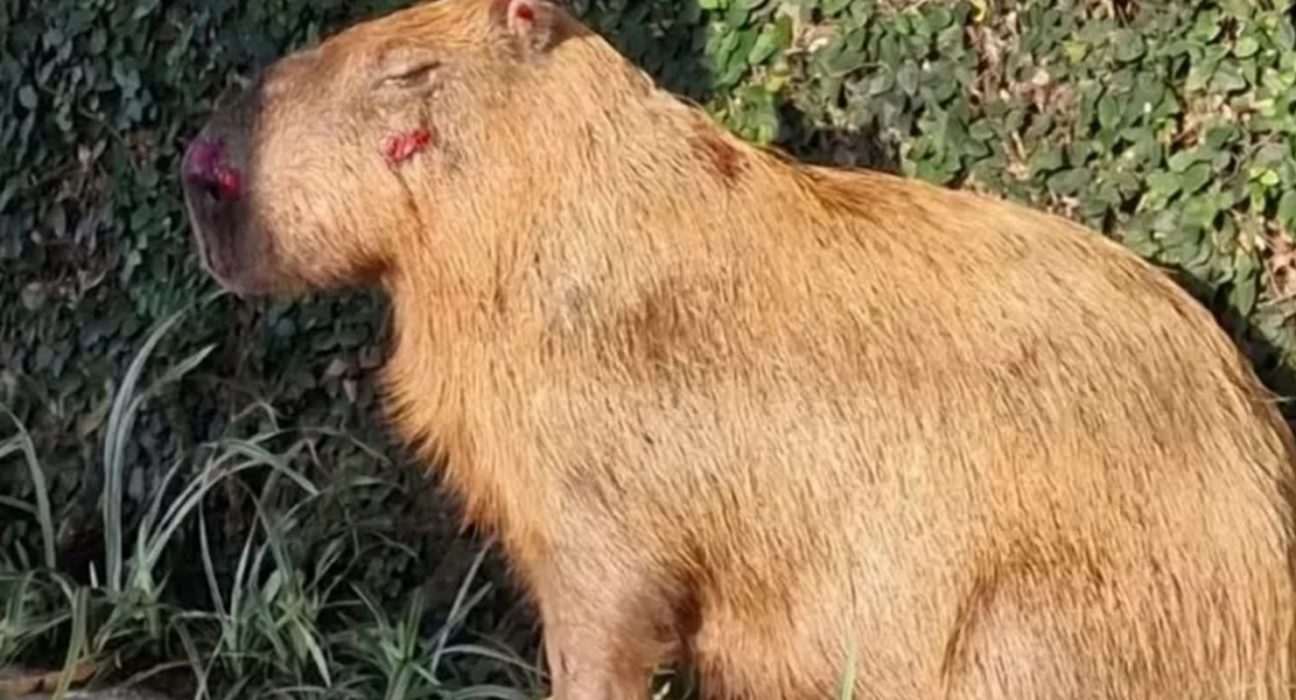 mprj-denuncia-agressores-de-capivara-na-ilha-do-governador-no-rio