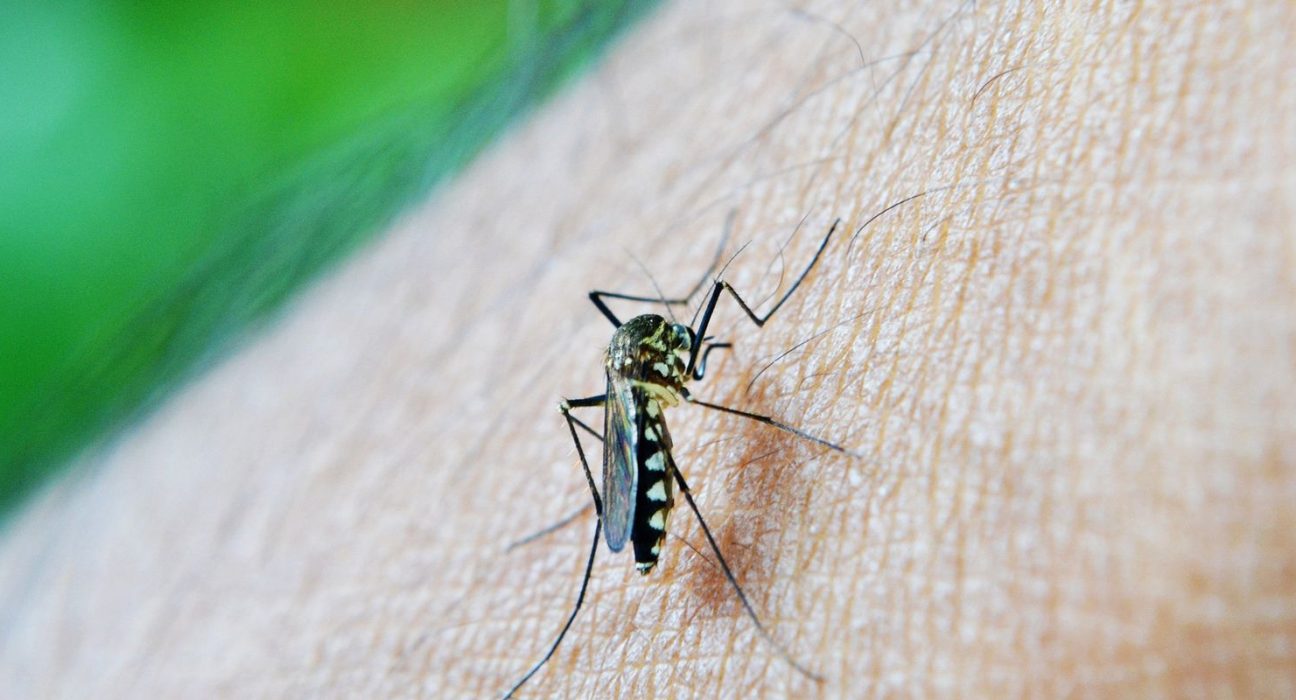 oms:-dengue-e-indicador-da-relacao-mudancas-climaticas-e-arboviroses