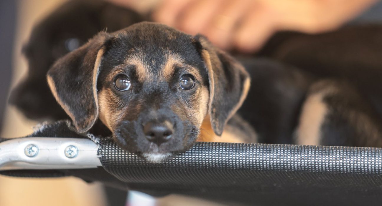 governo-abre-consulta-publica-sobre-genericos-e-similares-veterinarios
