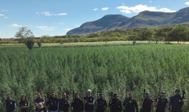 segunda-fase-da-operacao-raizes-ocultas-erradica-300-mil-pes-de-maconha-em-ibitiara