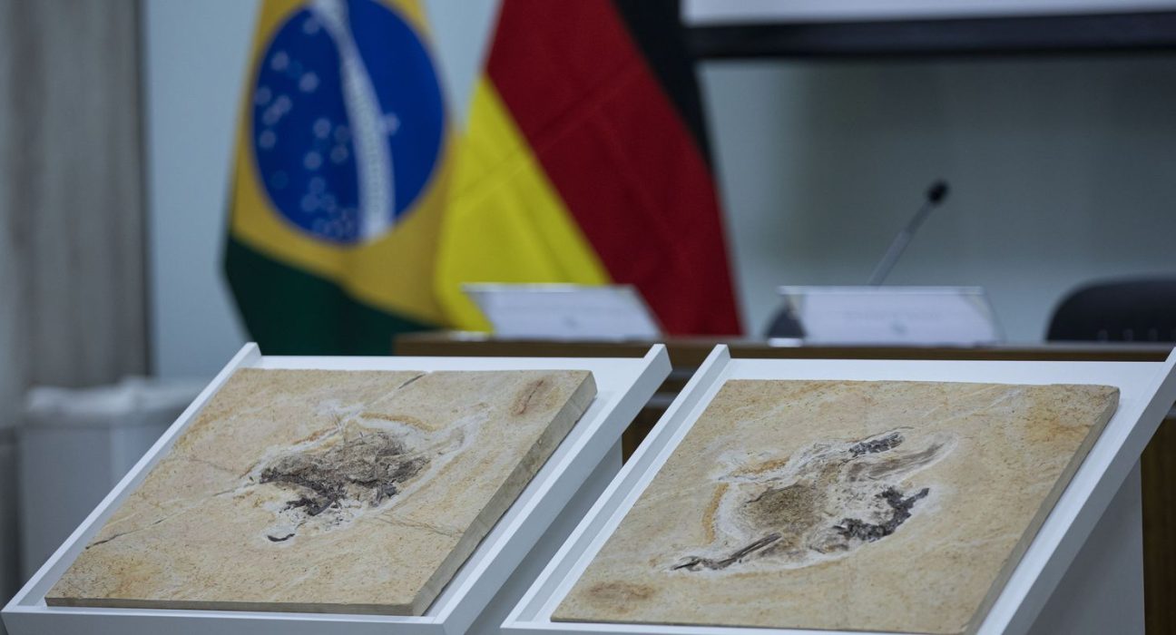 brasil-quer-recuperar-dinossauros-e-patrimonios-que-estao-em-14-paises